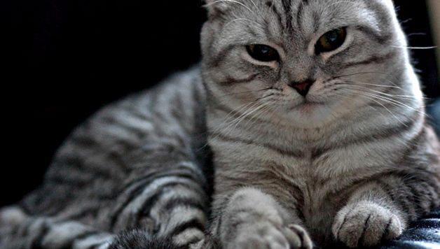 Scottish fold sau pisică scoțiană lop-eared
