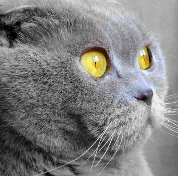 Scottish fold sau pisică scoțiană scoţian