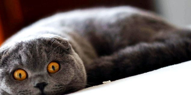 Scottish fold sau pisică scoțiană scoţian
