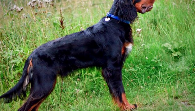 Enciclopedia Scottish Setter Animal Setarii scoțieni