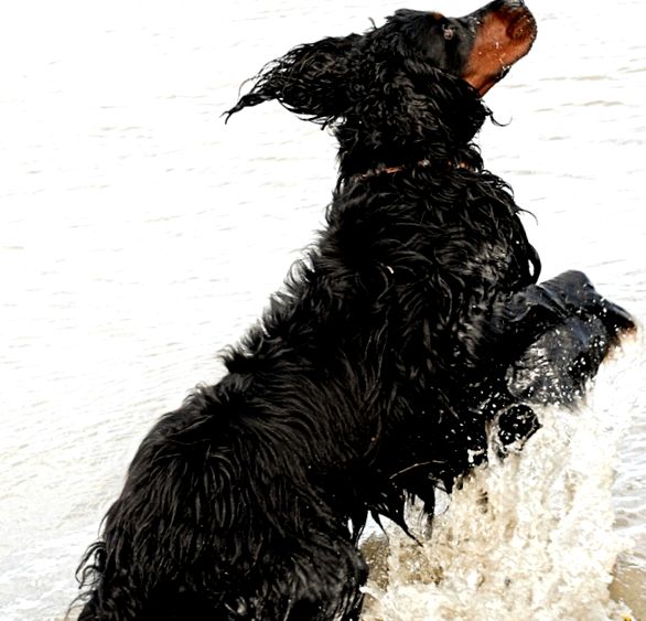 Enciclopedia Scottish Setter Animal enciclopedie