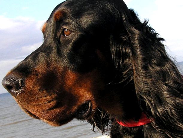 Enciclopedia scoțiană Setter Animal animal