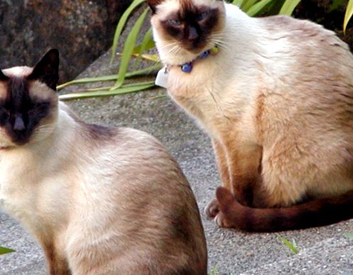 Enciclopedia animalelor pisicii siameze siamez