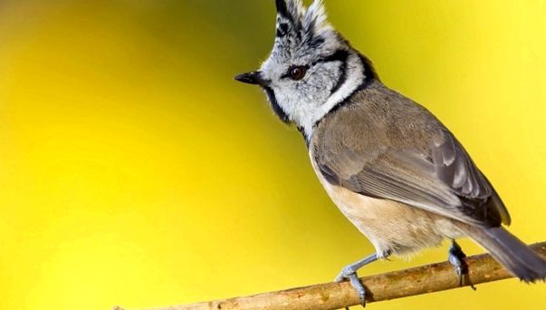 Enciclopedia animalelor cu țâțe enciclopedie