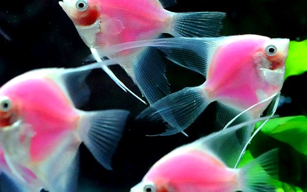 Enciclopedia Angelfish a Animalelor animal