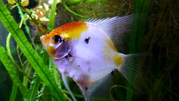 Enciclopedia Angelfish a Animalelor scalari