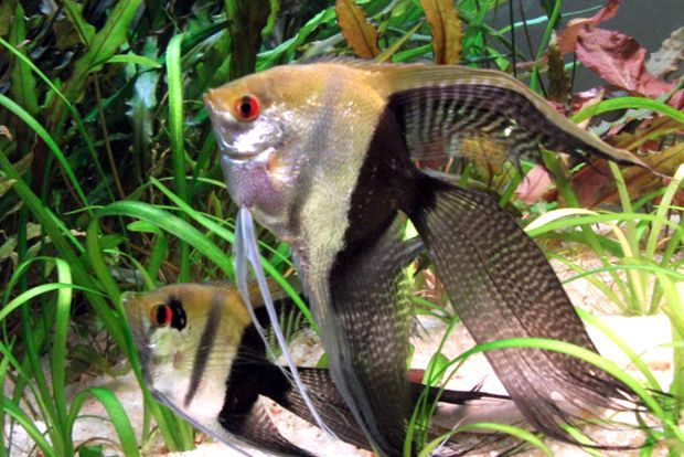 Enciclopedia Angelfish a Animalelor animal