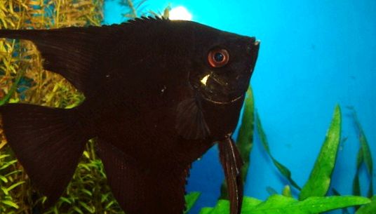 Enciclopedia Angelfish a Animalelor enciclopedie