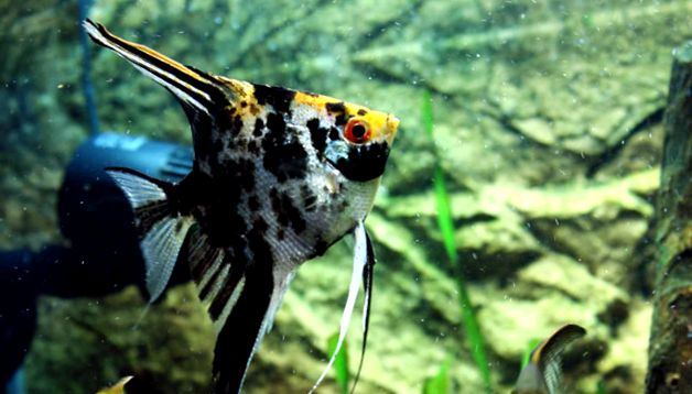 Enciclopedia Angelfish a Animalelor zile de prajit