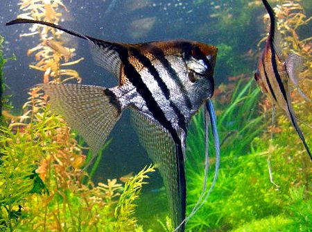 Enciclopedia Angelfish a Animalelor zile de prajit