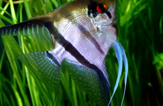 Enciclopedia Angelfish a Animalelor dependențe de stat