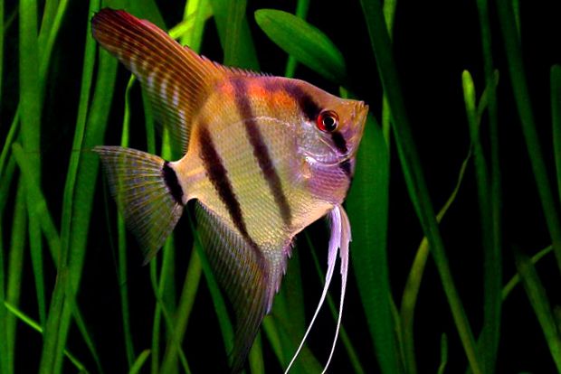 Enciclopedia Angelfish a Animalelor enciclopedie
