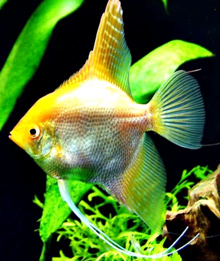 Enciclopedia Angelfish a Animalelor scalari