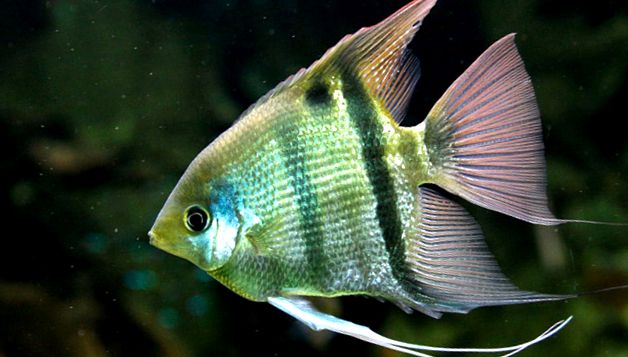 Enciclopedia Angelfish a Animalelor enciclopedie
