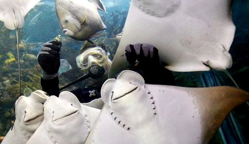 Stingrays pești de pasăre uimitoare tipuri diferite