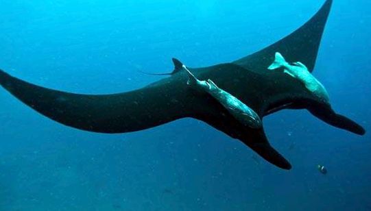 Stingrays pești de pasăre uimitoare un pește