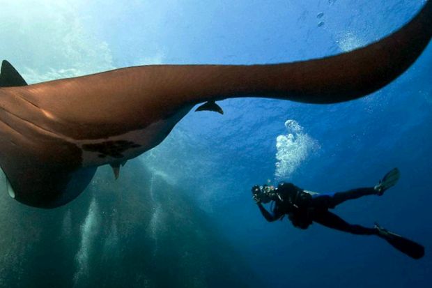 Stingrays pești de pasăre uimitoare un pește