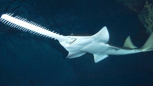 Stingrays uimitoare pești de pasăre tipuri diferite