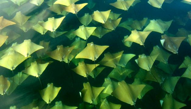 Stingrays pești de pasăre uimitoare tipuri diferite