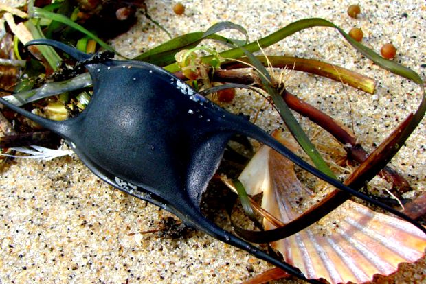 Stingrays pești de pasăre uimitoare un pește