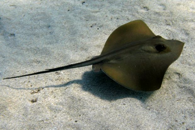 Stingrays pești de pasăre uimitoare uimitor