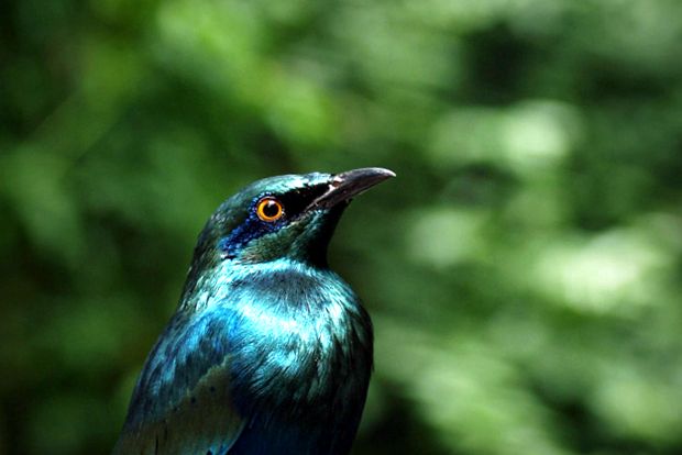 Enciclopedia animalelor Starlings specii de grauri