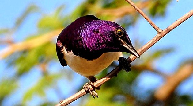 Enciclopedia animalelor Starlings enciclopedie