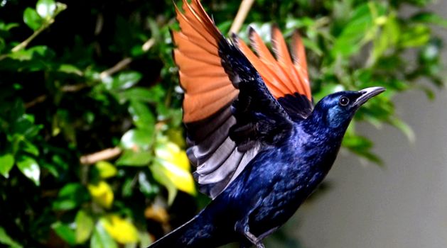Enciclopedia animalelor Starlings graur