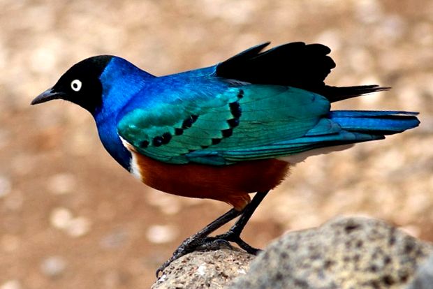 Enciclopedia animalelor Starlings graur