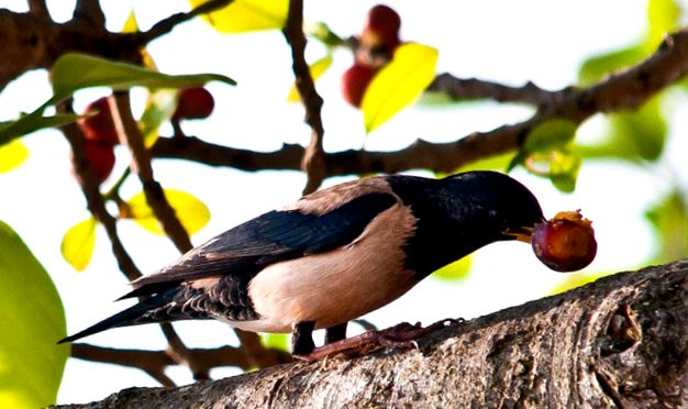 Enciclopedia animalelor Starlings animal