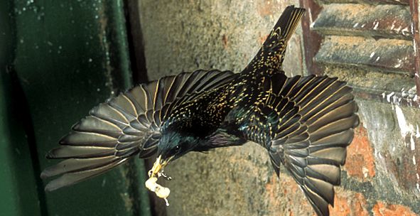 Enciclopedia animalelor Starlings enciclopedie