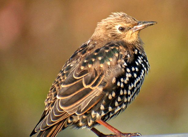 Enciclopedia animalelor Starlings graur