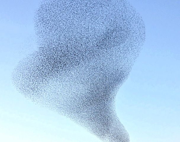 Enciclopedia animalelor Starlings animal