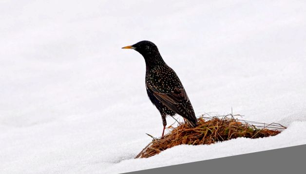 Enciclopedia animalelor Starlings graur
