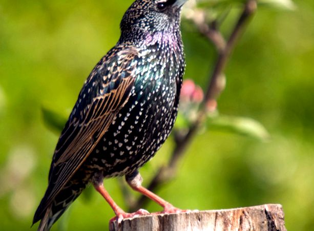 Enciclopedia animalelor Starlings graur