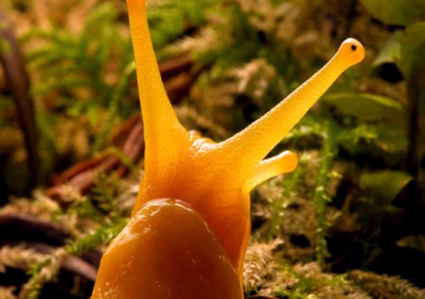 Slugs ceea ce știm despre ei unele tipuri