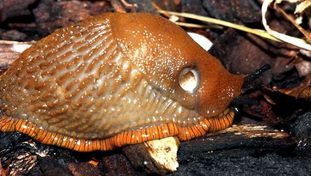 Slugs ceea ce știm despre ei melc