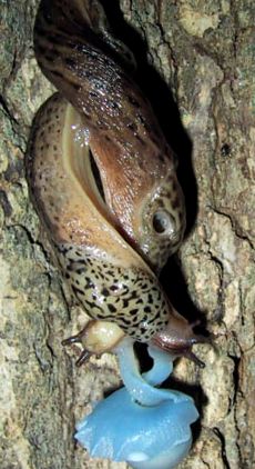 Slugs ceea ce știm despre ei melc