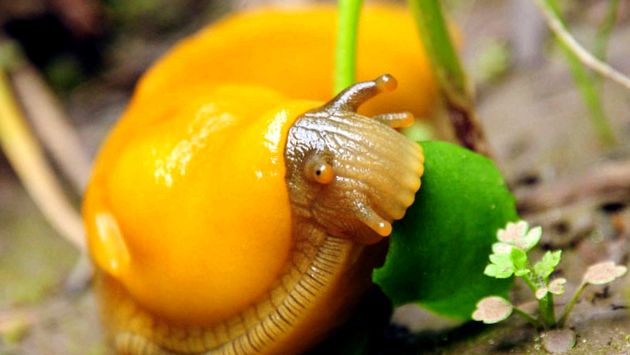 Slugs ceea ce știm despre ei unele tipuri