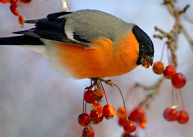 Bullfinches - „felinare” cu pene căprioară Pyrrhula