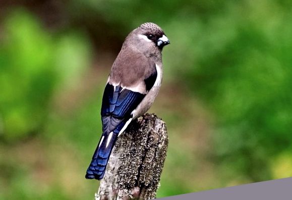 Bullfinches - „felinare” cu pene Felinar