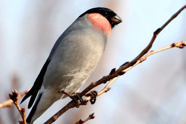 Bullfinches - „felinare” cu pene cocos comun