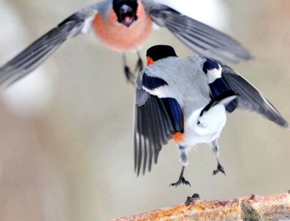Bullfinches - „felinare” cu pene Felinar