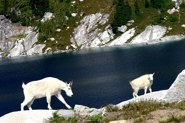 Capra de zăpadă este un alpinist fenomenal alpinist