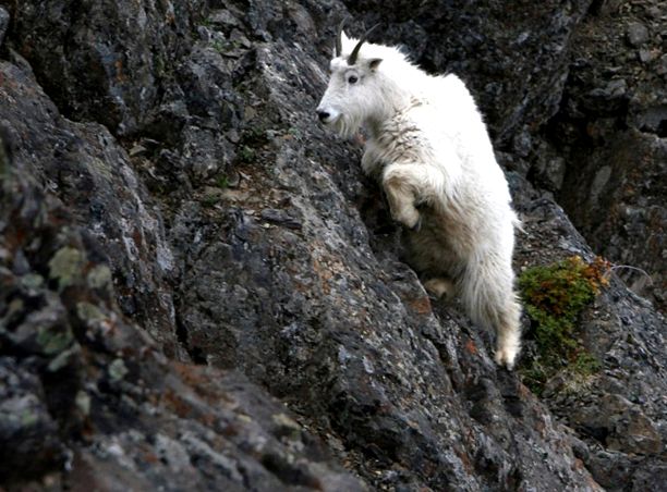 Capra de zăpadă este un alpinist fenomenal capră