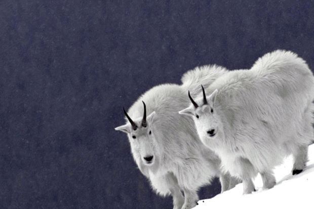 Capra de zăpadă este un alpinist fenomenal fenomenal