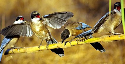 Magpies sunt toate despre aceste păsări pasăre