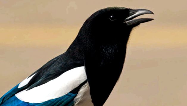 Magpies sunt toate despre aceste păsări poiană azurie