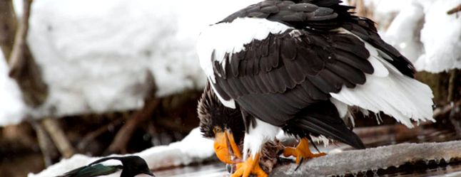 Magpies sunt toate despre aceste păsări poiană azurie