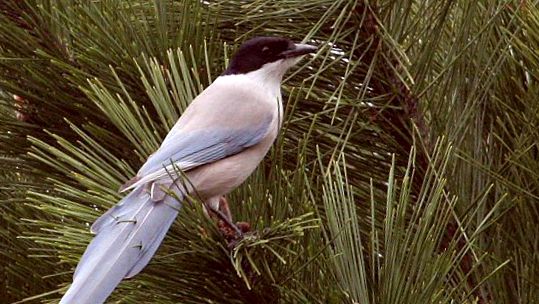 Magpies sunt toate despre aceste păsări întreg